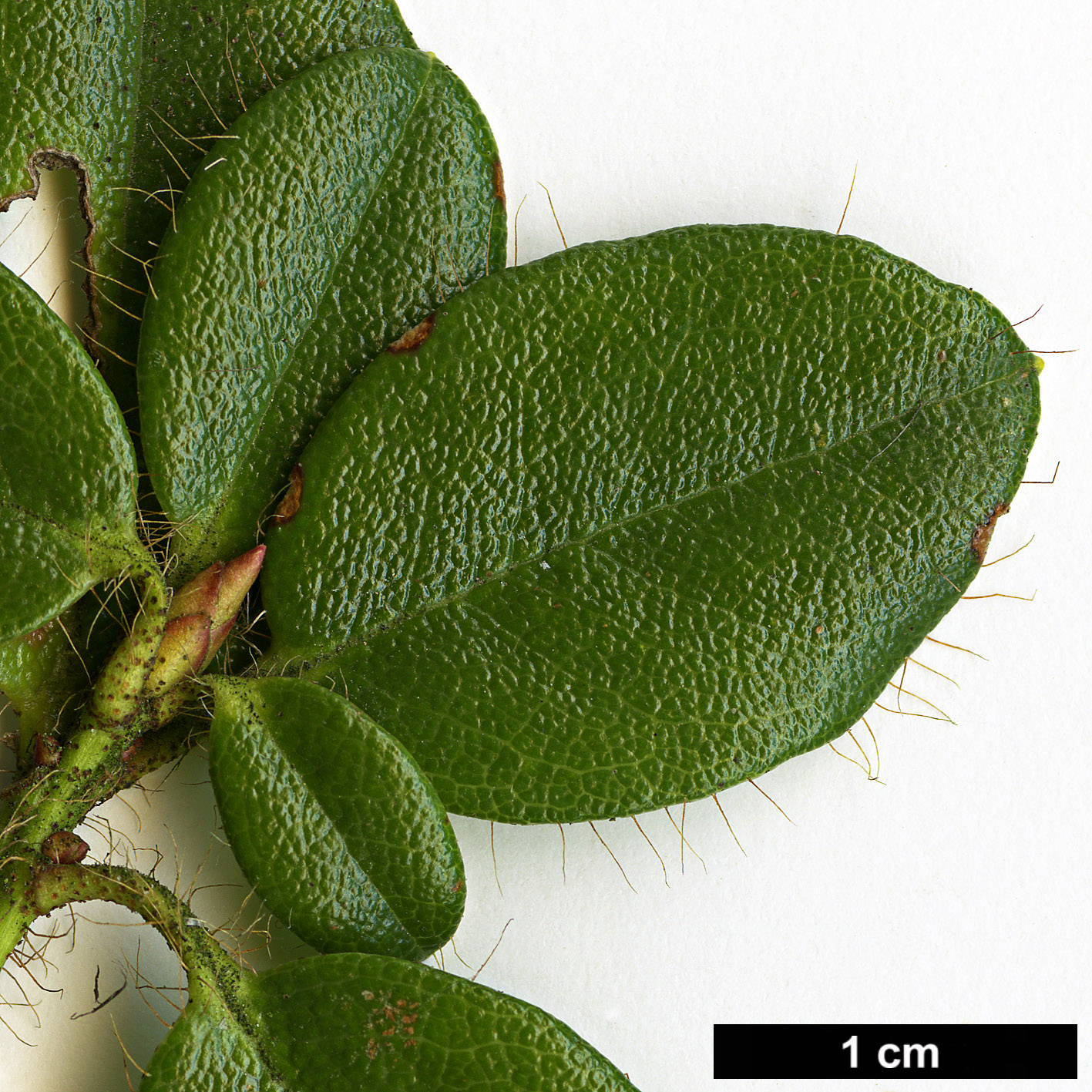 High resolution image: Family: Ericaceae - Genus: Rhododendron - Taxon: dendrocharis